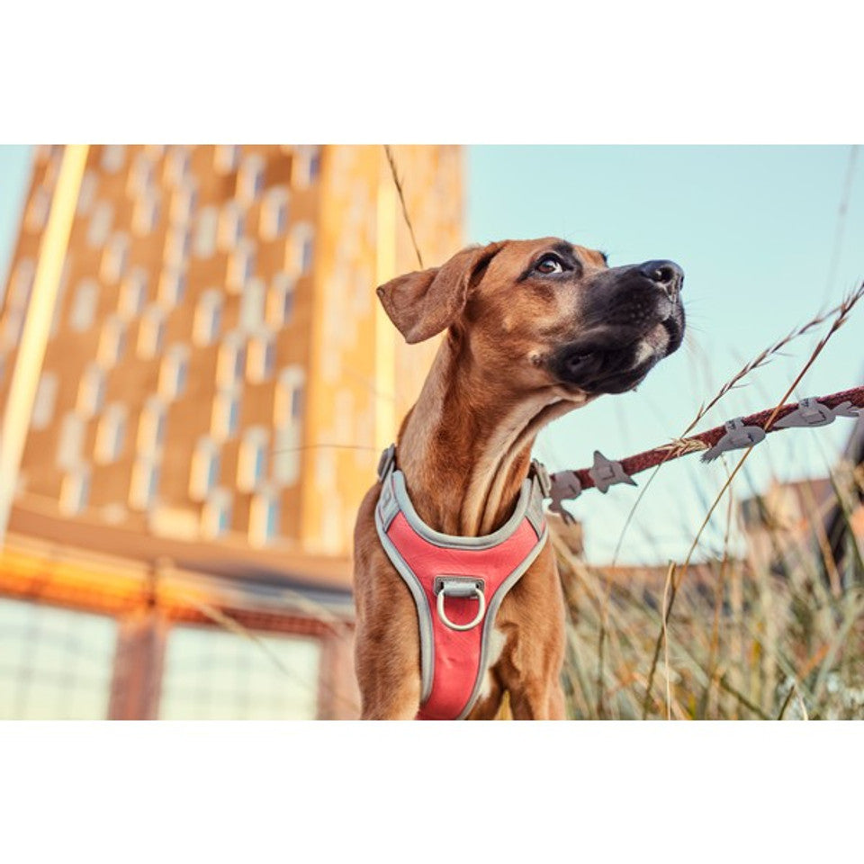 Hurtta Venture No-Pull Dog Harness - Adjustable Chest & Neck, Buckthorn Color, 24-32 Inch Chest