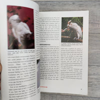 The Guide To Owning A Cockatoo