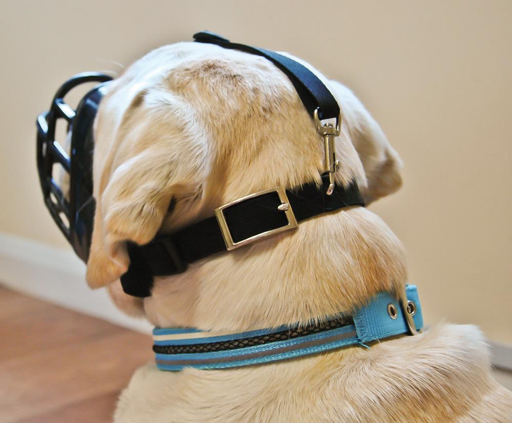 Baskerville clearance muzzle training