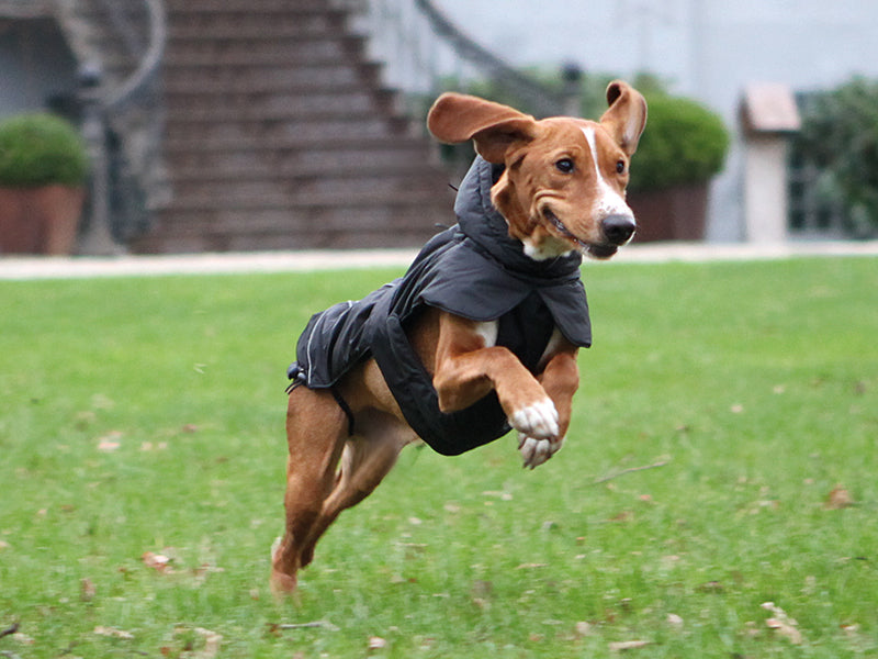 Trixie store dog coat