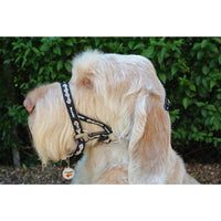 Dog Collars, Leads & Harnesses