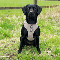 Piggy & Tutes Brown Tweed Harness