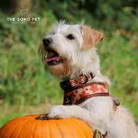 Ancol Soho Maple Leaf Patterned Collar