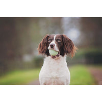 Chuckit Max GlowBall Medium (1pk) 6.5cm