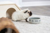 Trixie Ceramic Bowl With Motif, Guinea Pigs 250 Ml/ø 11 Cm