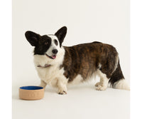 Mason Cash Cane & Blue Lettered Dog Bowl 6`