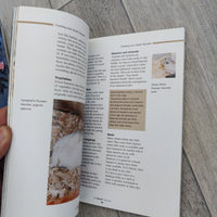 All You Need To Know About The Dwarf Hamster (Paperback)