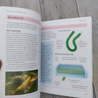 Mini Encyclopedia: Keeping Koi (Paperback)