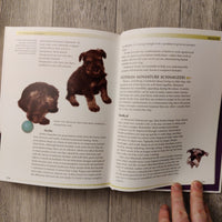 The Miniature Schnauzers