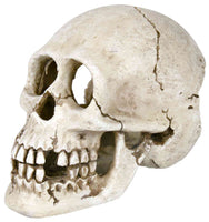 Trixie Polyester Resin Salt Water Resistant Skull 15cm