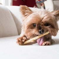 Earth Animal No Hide Beef Small Dog Chew 34g
