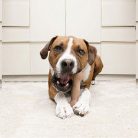 Kong ChewStix Bone