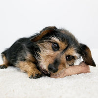Kong ChewStix Bone