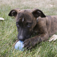 Kong Puppy Ball With Hole Med/Lge