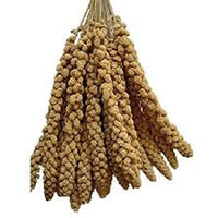 Millet Sprays - Various Sizes