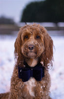 Cupid & Comet Luxury Velvet Blue Bow Tie For Dogs