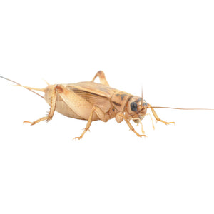 House Brown Crickets