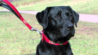 Genuine Collead Collar And Lead In One - Red Or Black
