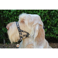 Dogmatic Padded Head Collar - stop your dog pulling