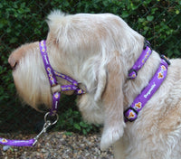 Dogmatic Padded Head Collar - stop your dog pulling