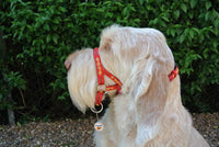 Dogmatic Padded Head Collar - stop your dog pulling