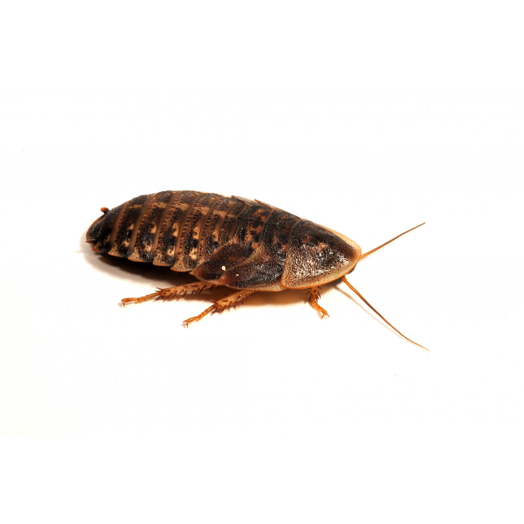 Dubia Roaches, 25-30mm, 6 Pack