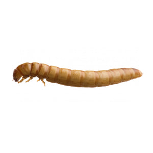 Live Mealworms, 18-26mm