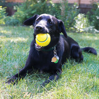 Kong Squeezz Tennis Ball Assorted 2Pk