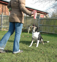 Pet Corrector Spray - Stops Unwanted Dog Cat Behaviour - Training Jumping Barking