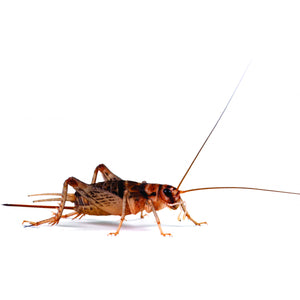 Banded Brown Crickets