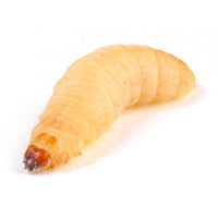 Waxmoth Larvae, (Waxworms), 15-20mm